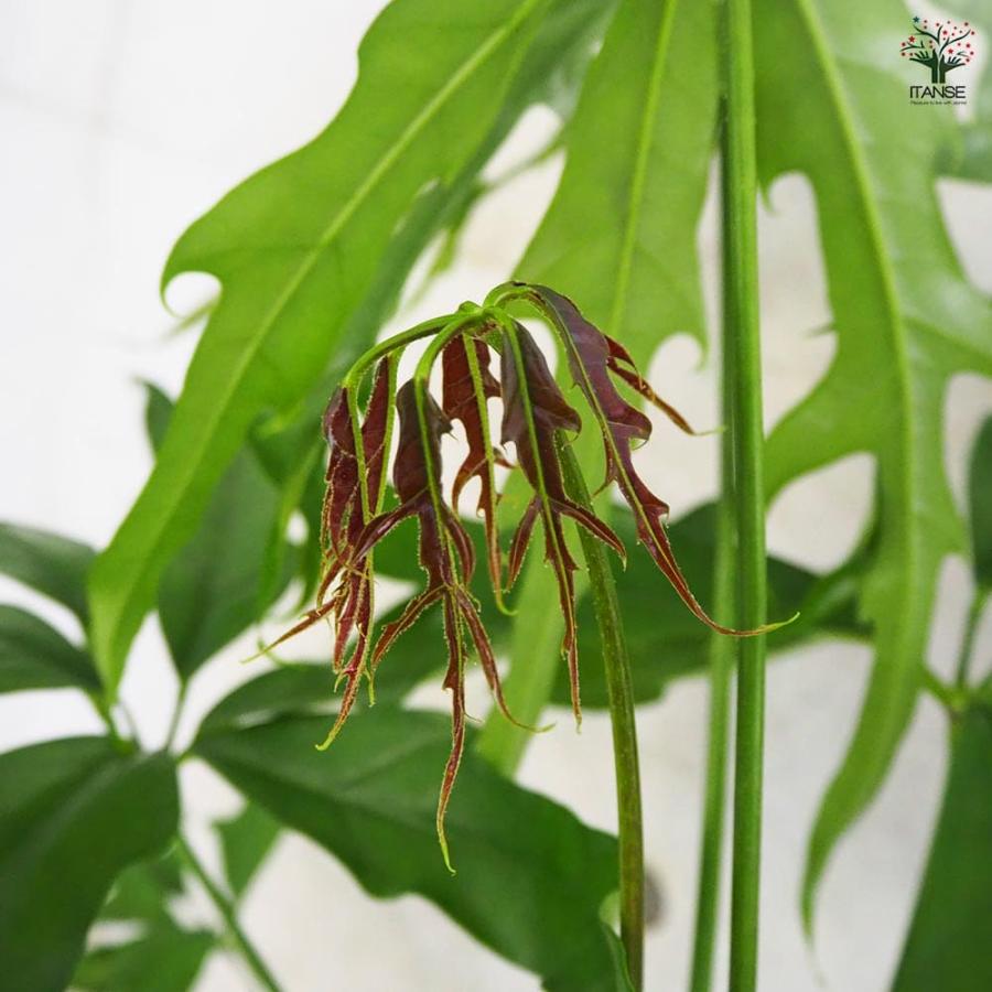 オレオパナックス サルビニー 【観葉植物 6号鉢/1個売り オレオパナックス サルビニー 【観葉植物 6号鉢/1個売り