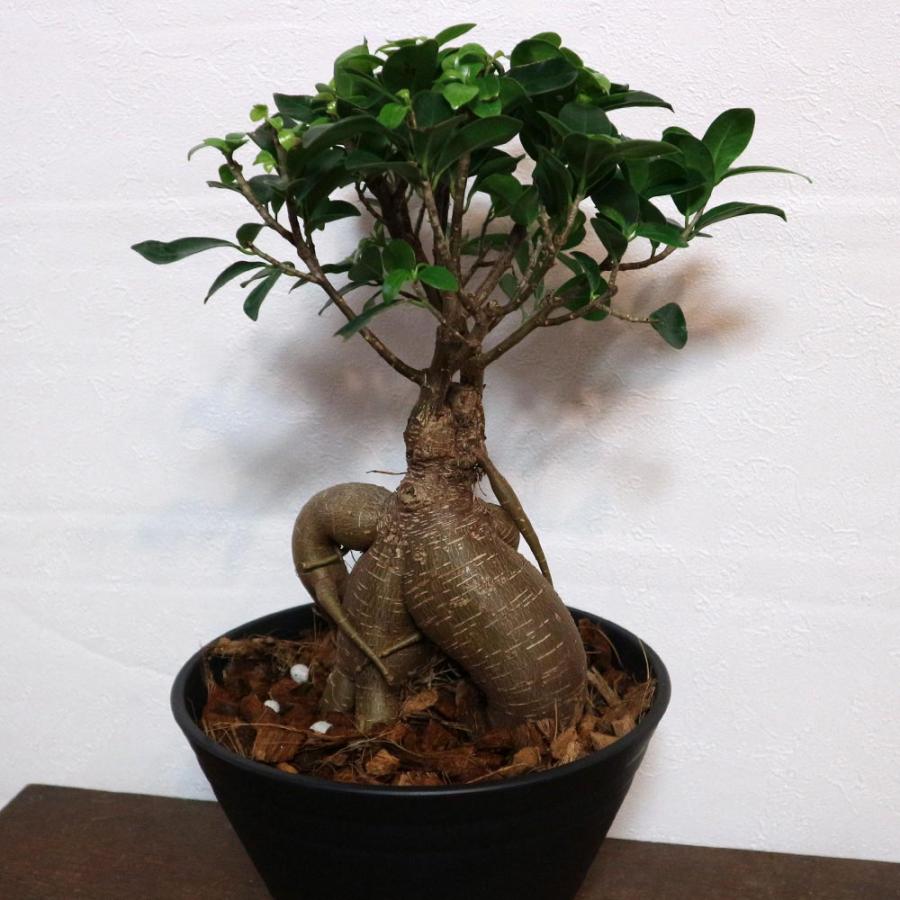 ガジュマル【中型 観葉植物 7号浅鉢／1個】 : shopooo by GMO - 通販