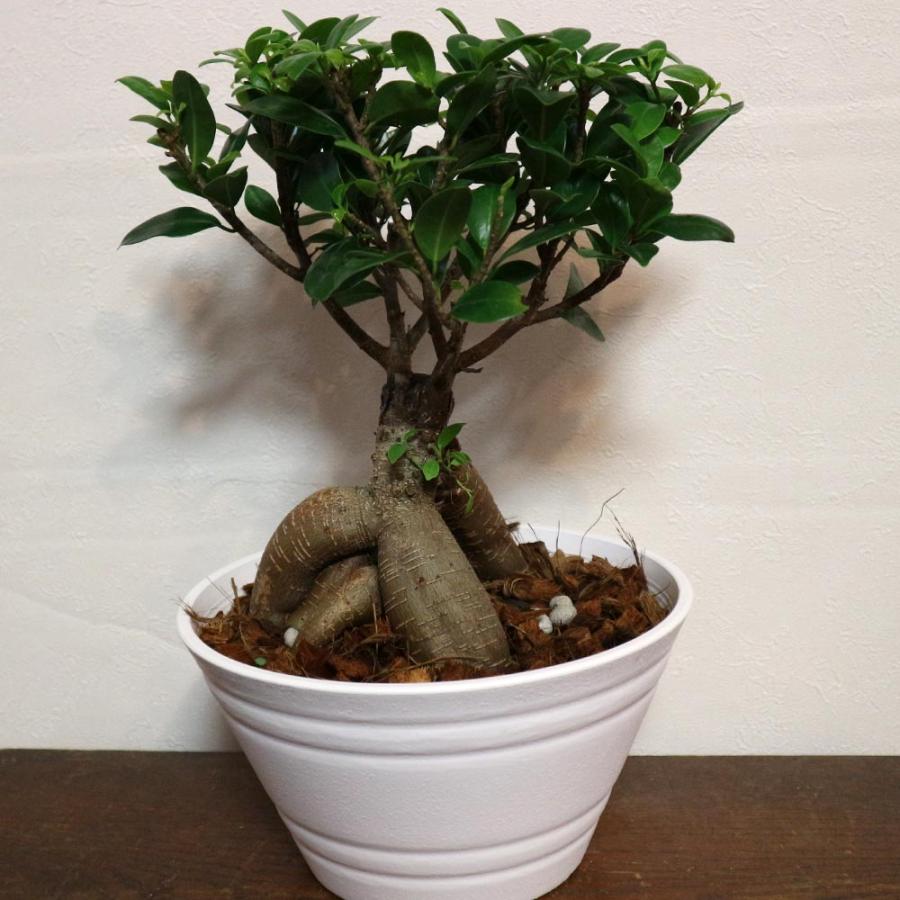 ガジュマル【中型 観葉植物 7号浅鉢／1個】 : shopooo by GMO - 通販