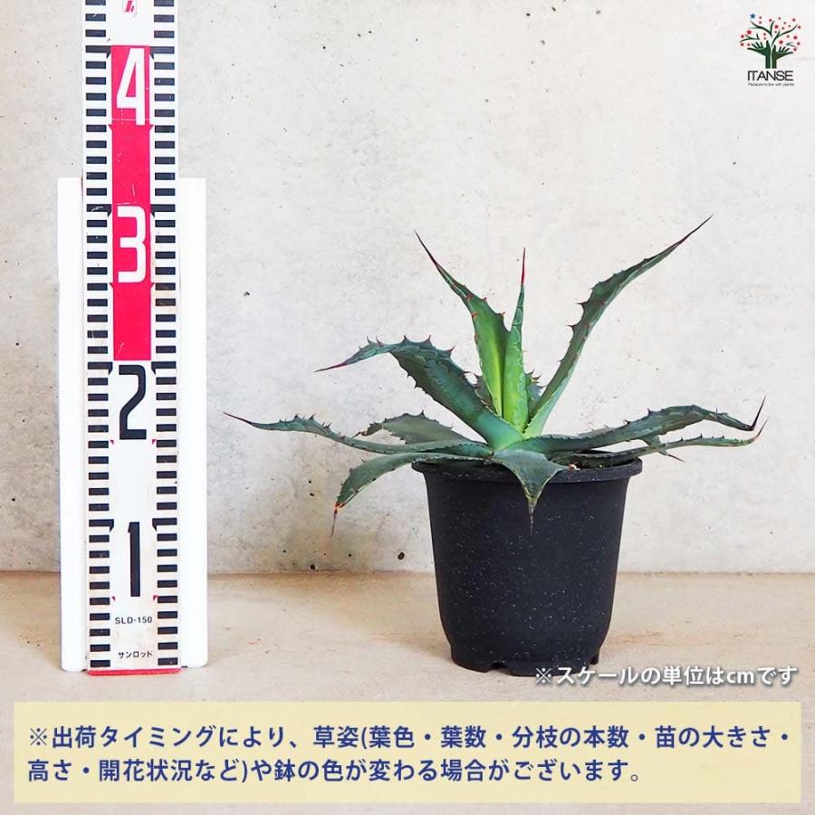アガベ ワコマヒー 【多肉植物 5号鉢／1個売り】 : shopooo by GMO