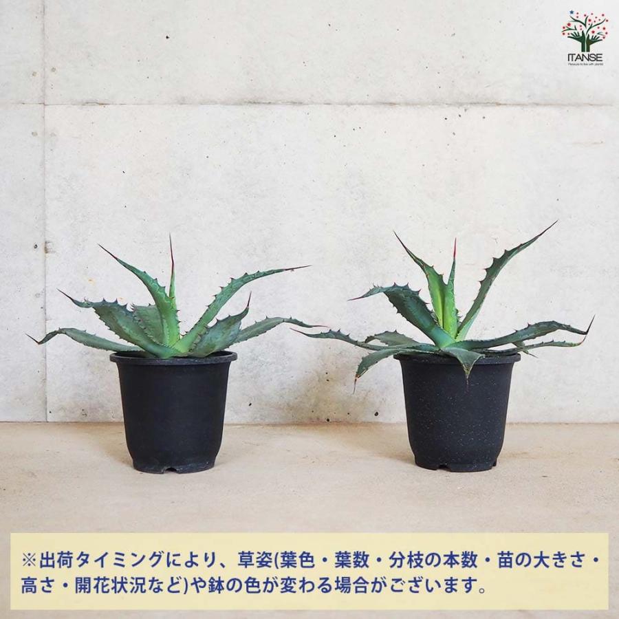 アガベ ワコマヒー 【多肉植物 5号鉢／1個売り】 : shopooo by GMO