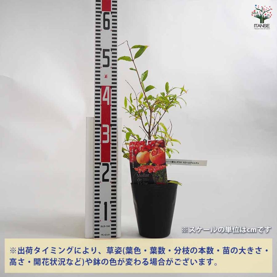 スイート種無ザクロ モラールデエルチェ 【果樹の苗木 4号鉢／1個売り