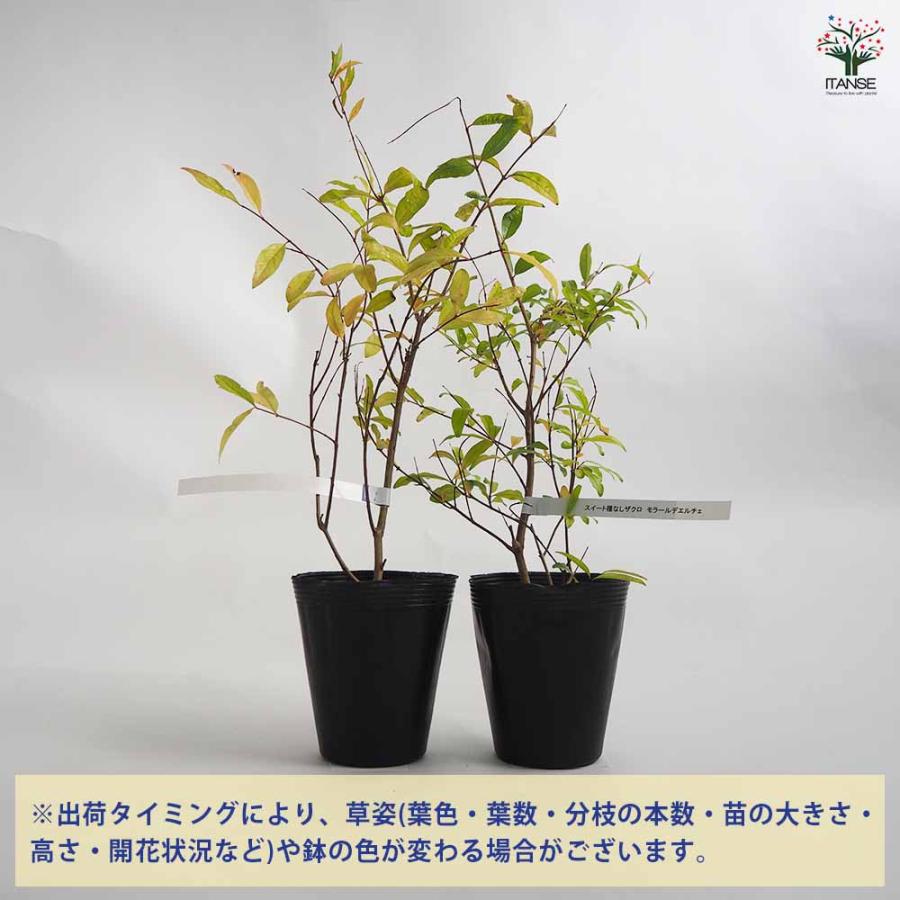 スイート種無ザクロ モラールデエルチェ 【果樹の苗木 4号鉢／1個売り
