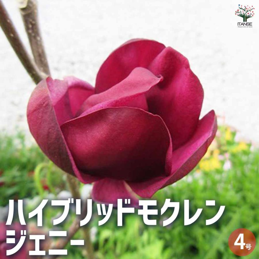 ハイブリッドモクレン ジェニー 【花木苗 4号ロングポット／1個売り