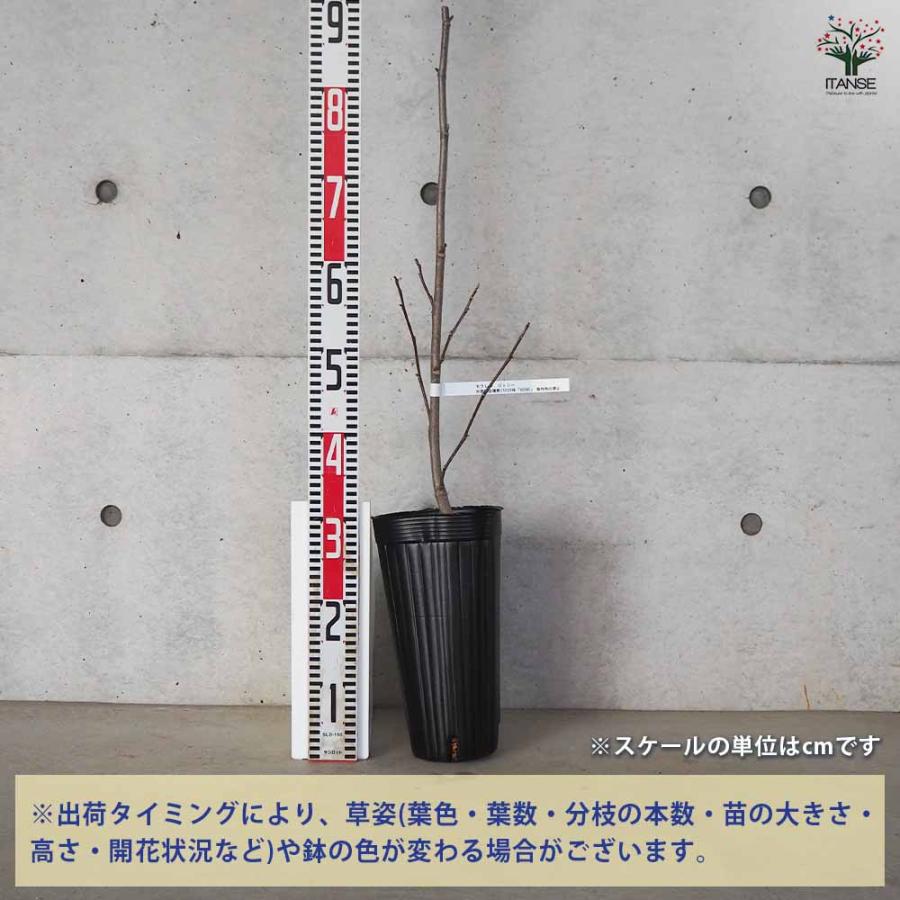 ハイブリッドモクレン ジェニー 【花木苗 4号ロングポット／1個売り