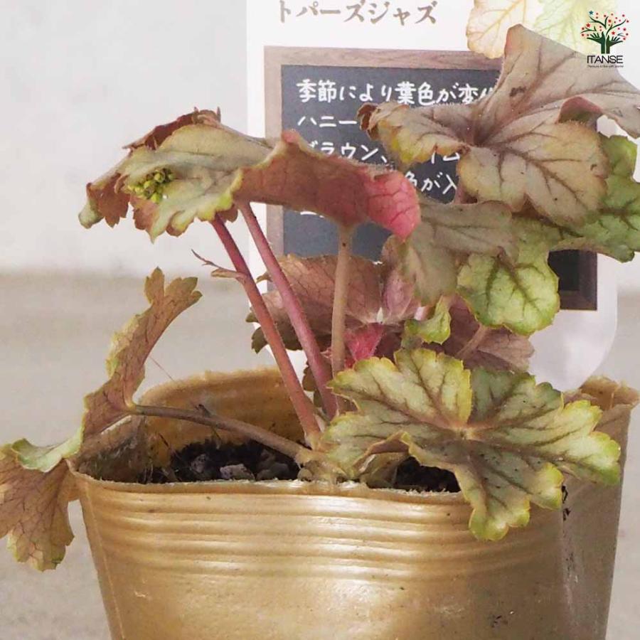 こだわりヒューケラ トパーズジャズ 【花苗 9cmポット／お買い得3個
