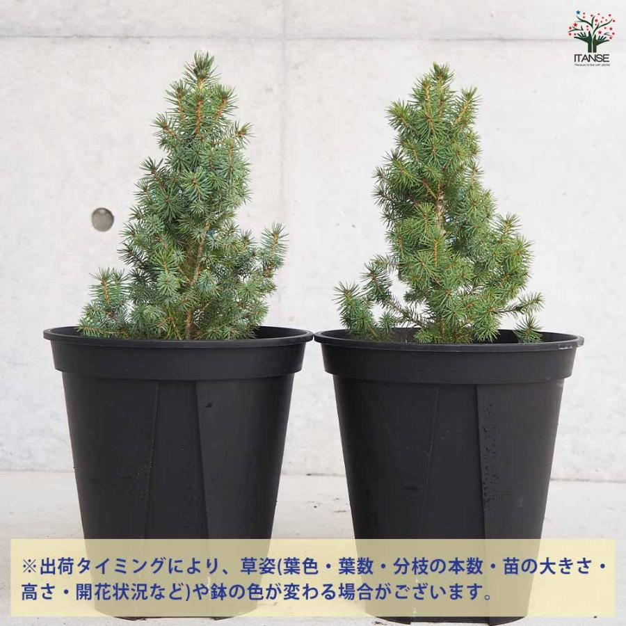ピセア サンオンザスカイ 【庭木 7号鉢／1個売り】 : shopooo by GMO