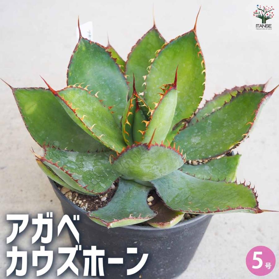 アガベ カウズホーン 【多肉植物 5号鉢／1個売り】 : shopooo by GMO