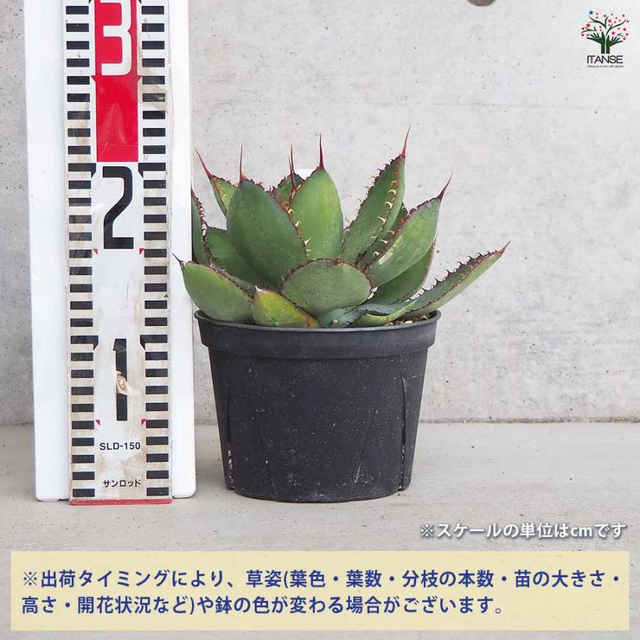 アガベ カウズホーン 【多肉植物 5号鉢／1個売り】 : shopooo by GMO