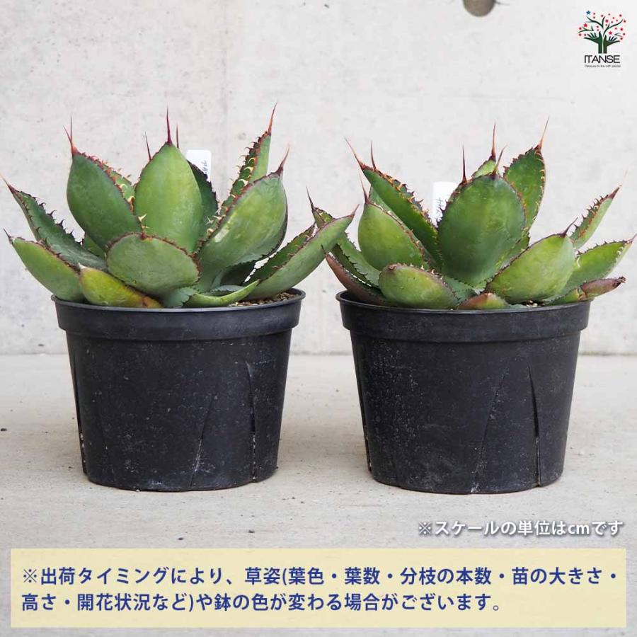 アガベ カウズホーン 【多肉植物 5号鉢／1個売り】 : shopooo by GMO