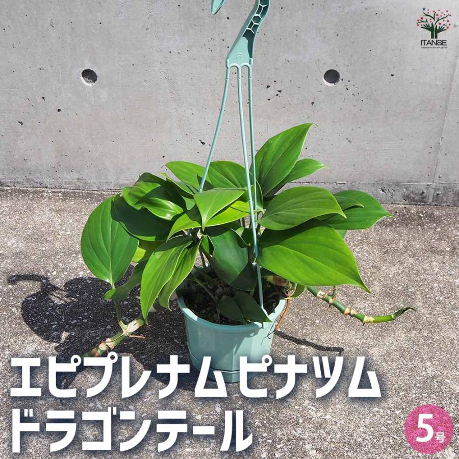 konect Dragon Tail 植木鉢　レア エピプレナム ピナツム ドラゴンテール 【観葉植物 5号吊り鉢／1個売り