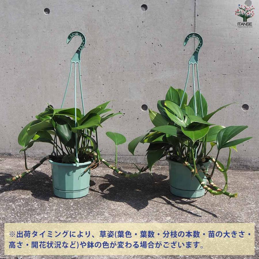 エピプレナム ピナツム ドラゴンテール 【観葉植物 5号吊り鉢／1個売り