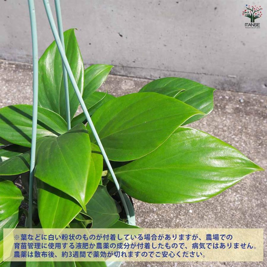 エピプレナム ピナツム ドラゴンテール 【観葉植物 5号吊り鉢／1個売り