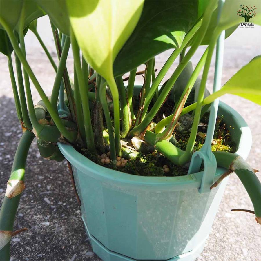 エピプレナム ピナツム ドラゴンテール 【観葉植物 5号吊り鉢／1個売り