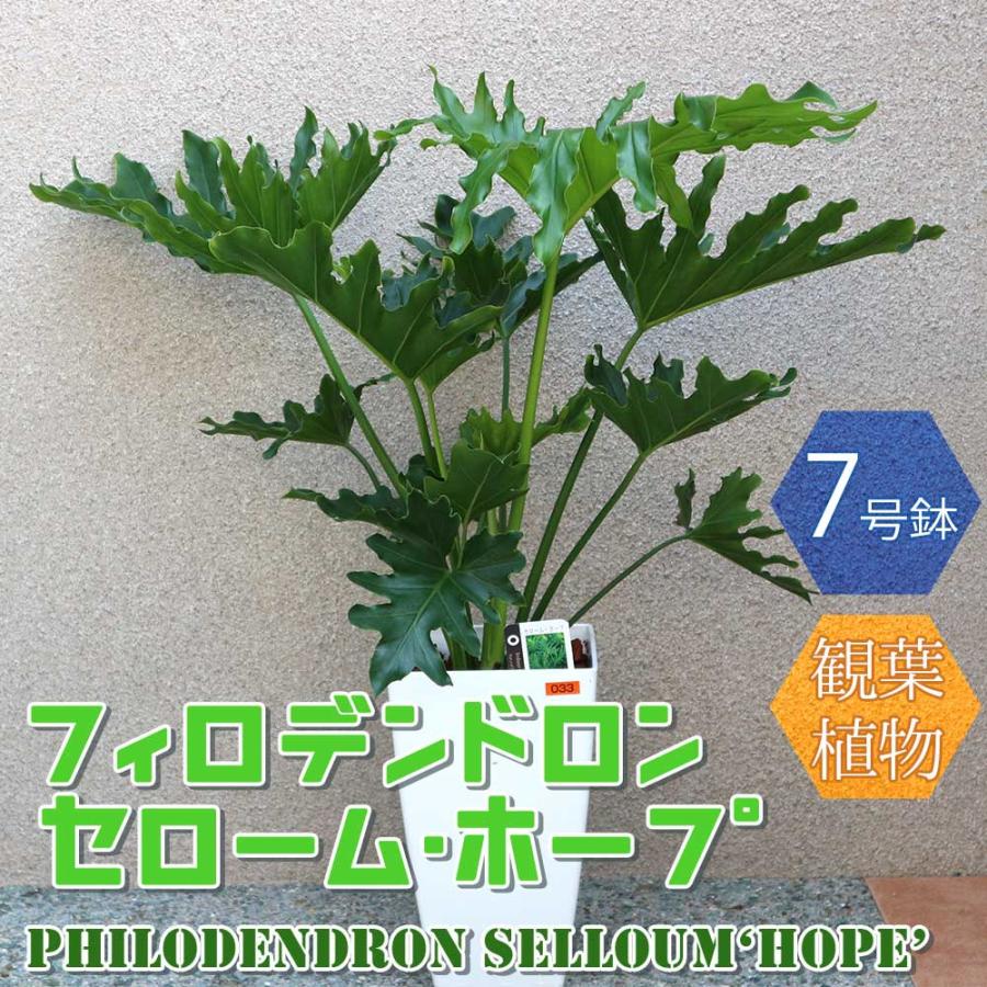 フィロデンドロン・セローム・ホープ【中型 観葉植物 7号鉢／1個