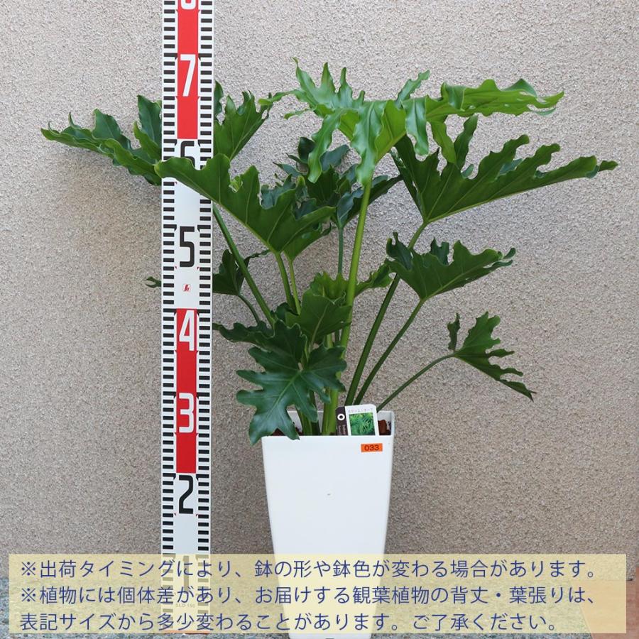 フィロデンドロン・セローム・ホープ【観葉植物 7〜8号鉢／1個