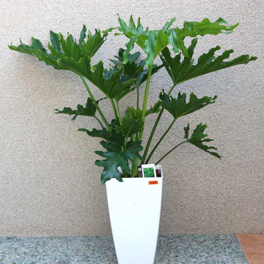フィロデンドロン・セローム・ホープ【観葉植物 7〜8号鉢／1個