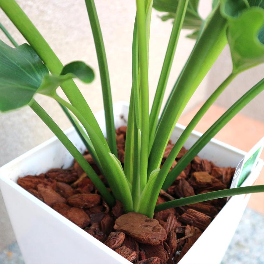 フィロデンドロン・セローム・ホープ【観葉植物 7〜8号鉢／1個