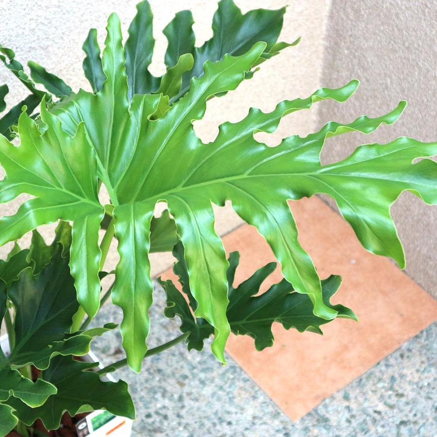 フィロデンドロン・セローム・ホープ【観葉植物 7〜8号鉢／1個