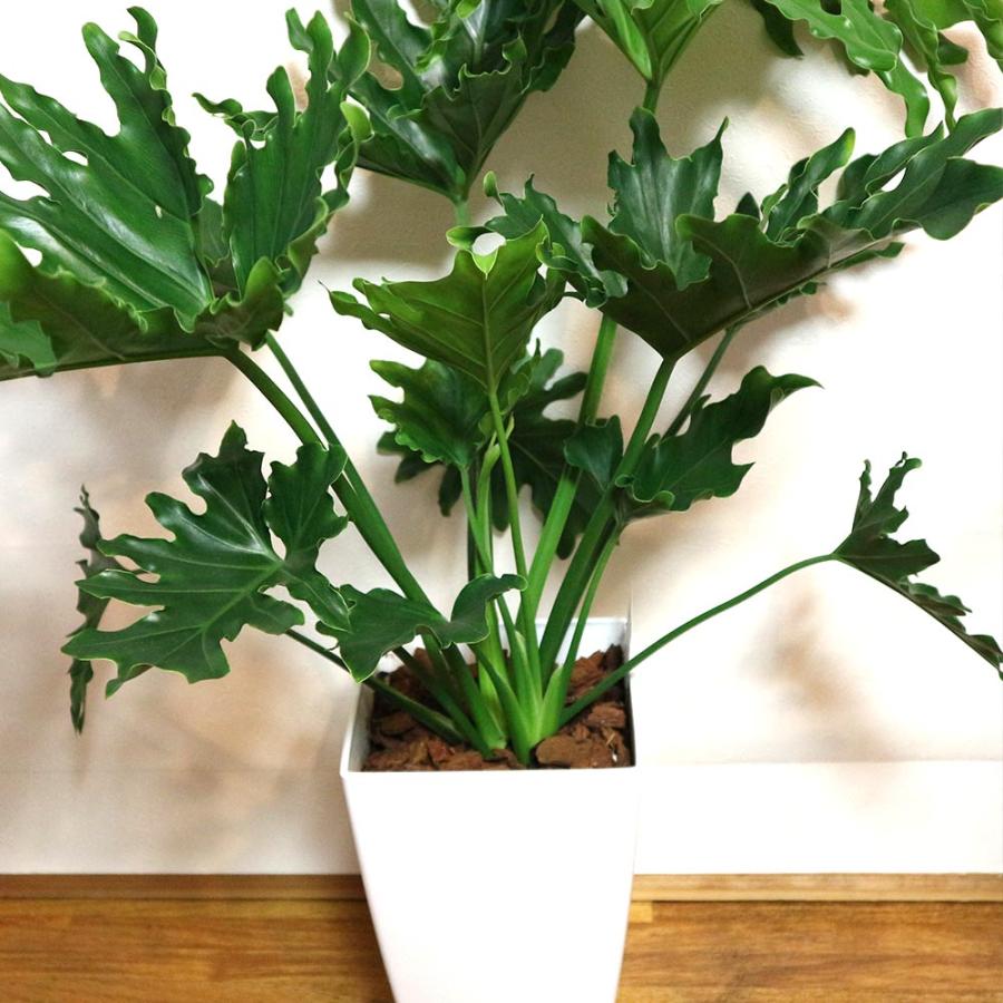 フィロデンドロン・セローム・ホープ【観葉植物 7〜8号鉢／1個