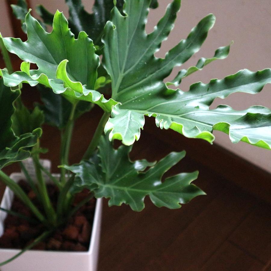 フィロデンドロン・セローム・ホープ【観葉植物 7〜8号鉢／1個