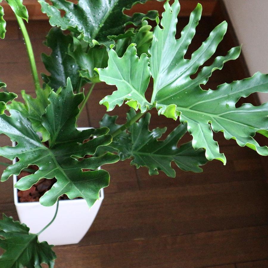 フィロデンドロン・セローム・ホープ【観葉植物 7〜8号鉢／1個