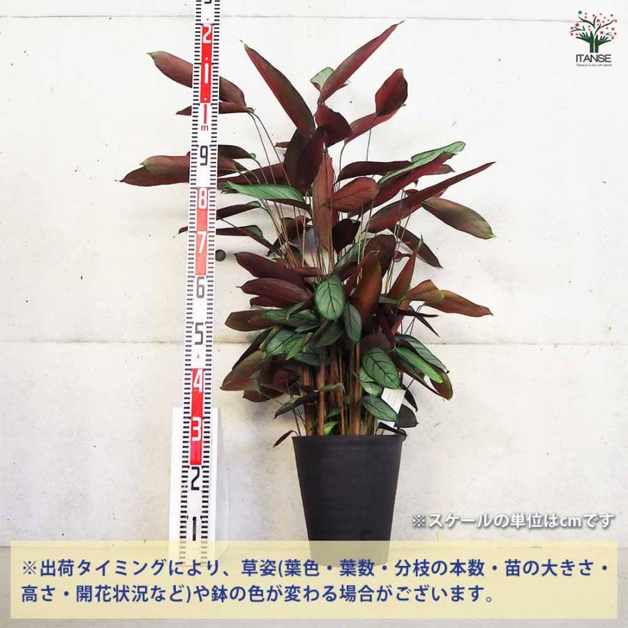 カラテア セトサ 【観葉植物 8号鉢／1個売り】 : shopooo by GMO