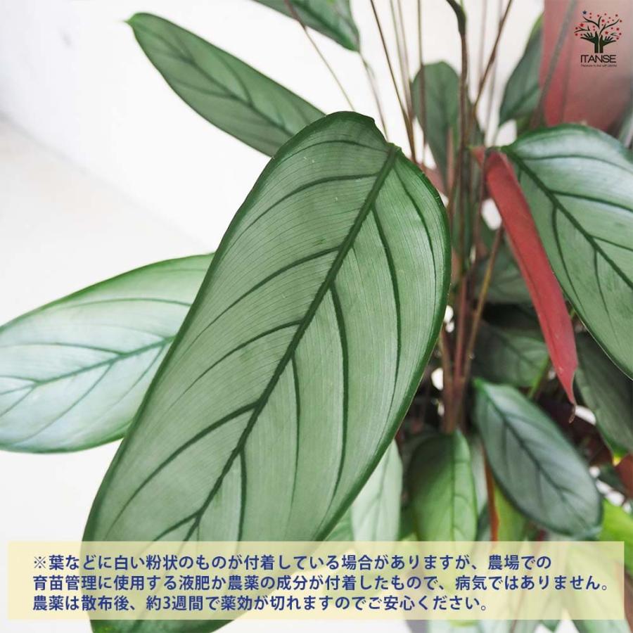 カラテア セトサ 【観葉植物 8号鉢／1個売り】 : shopooo by GMO