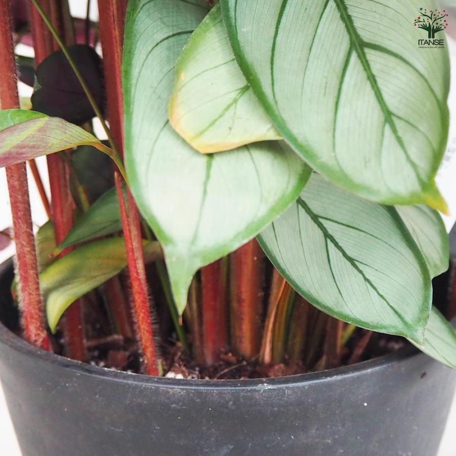 カラテア セトサ 【観葉植物 8号鉢／1個売り】 : shopooo by GMO