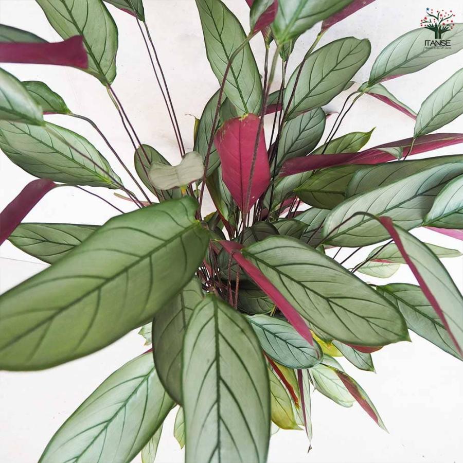 カラテア セトサ 【観葉植物 8号鉢／1個売り】 : shopooo by GMO