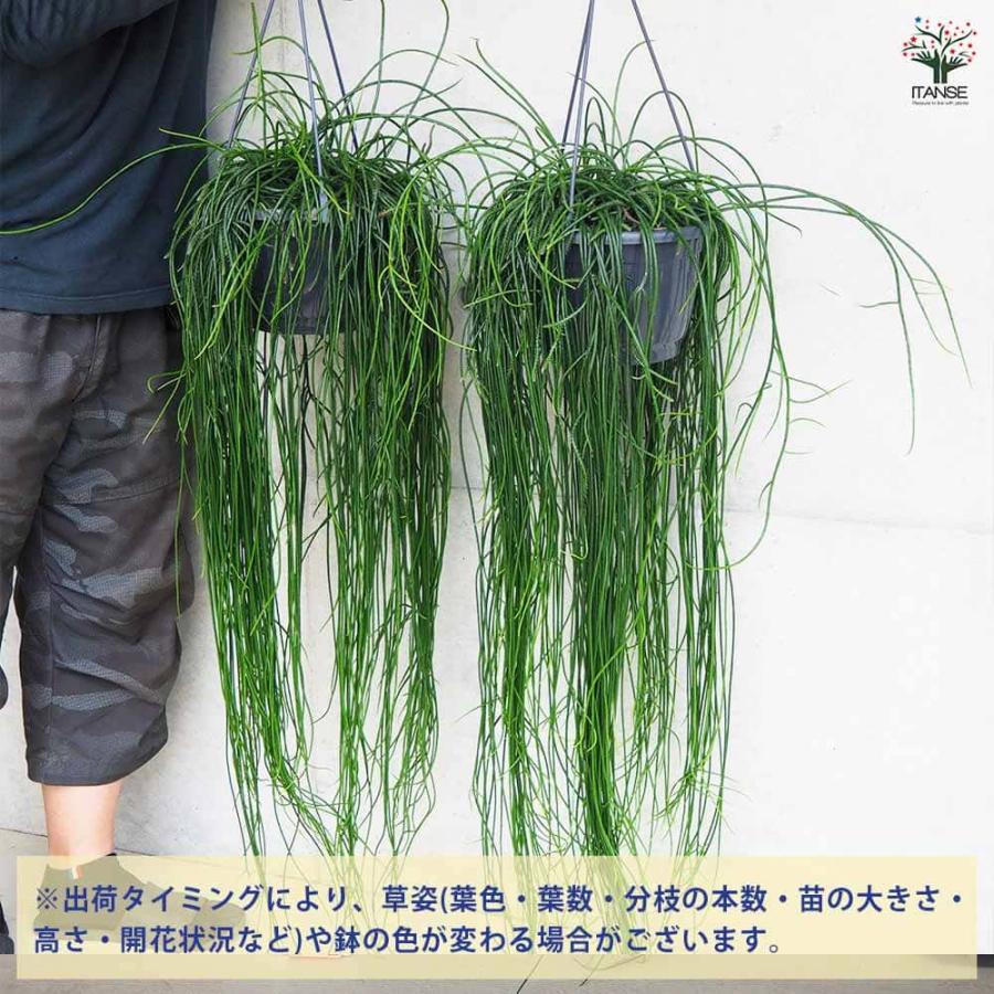 リプサリス プニセオディスカス 【観葉植物 7号吊り鉢／1個売り