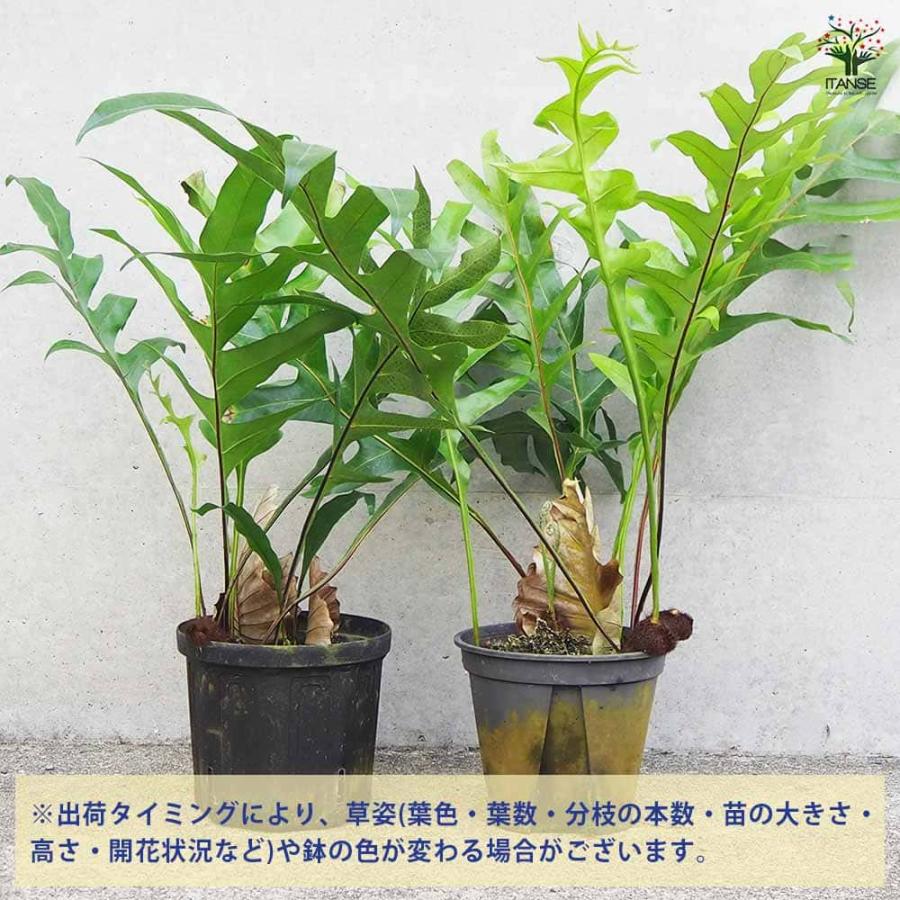 ドリナリア クエルシフォリア 【観葉植物 6号鉢／1個売り】 : shopooo