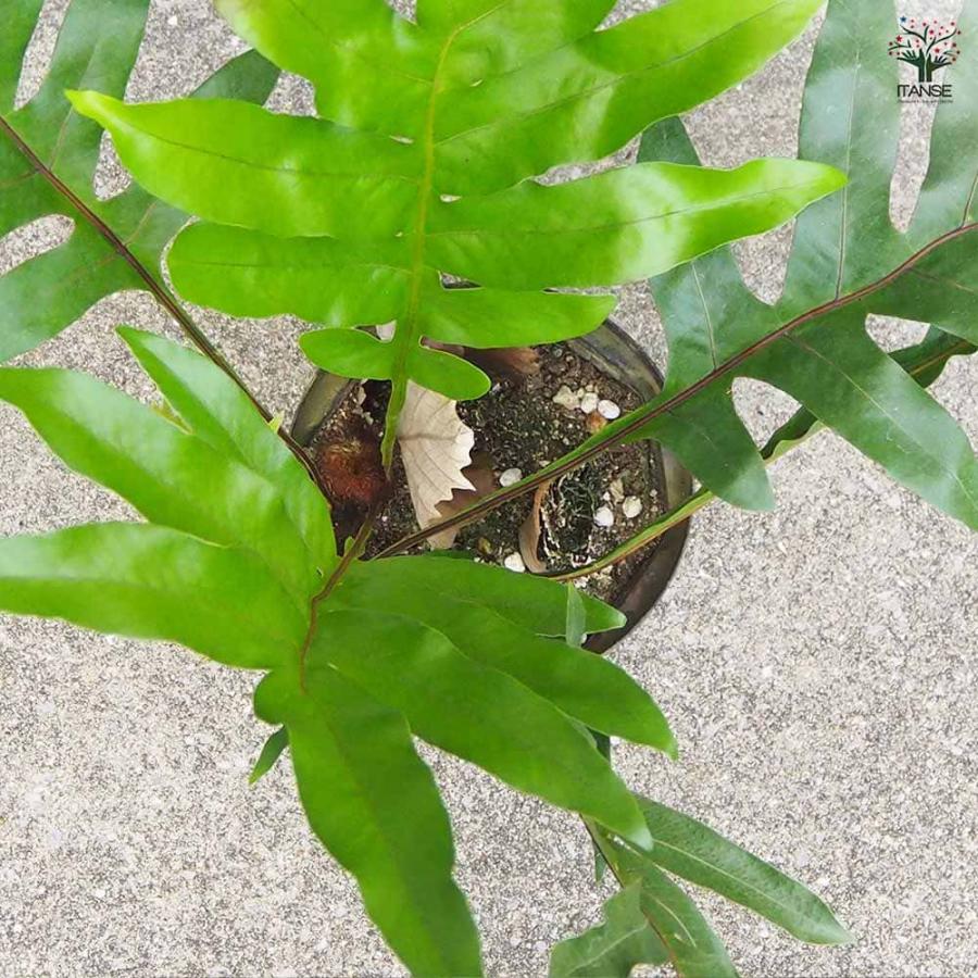 ドリナリア クエルシフォリア 【観葉植物 6号鉢／1個売り】 : shopooo