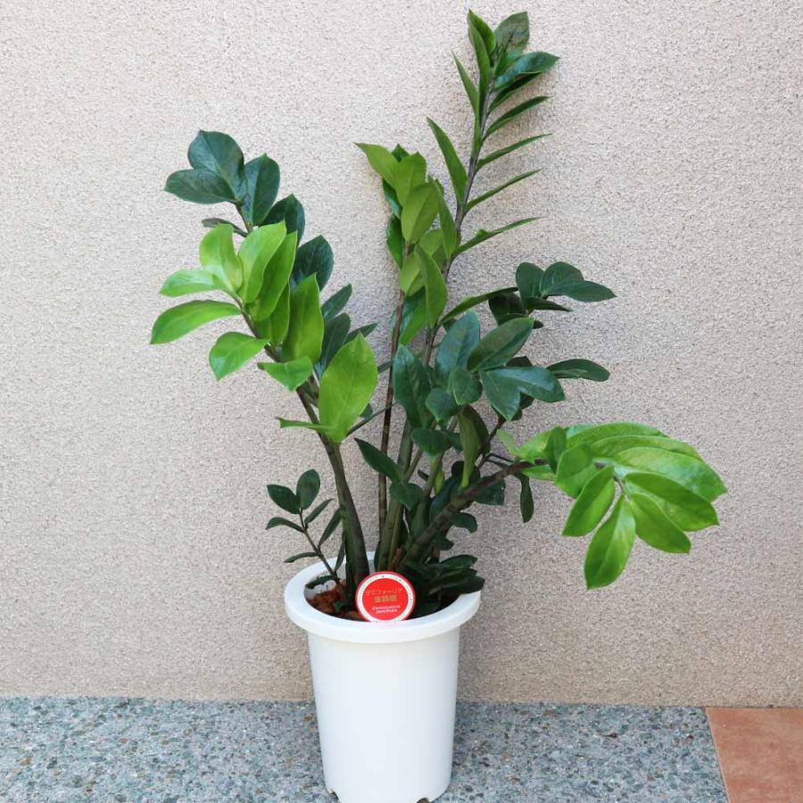 ザミオクルカス・ザミーフォリア【中型 観葉植物 7号鉢／1個】_12