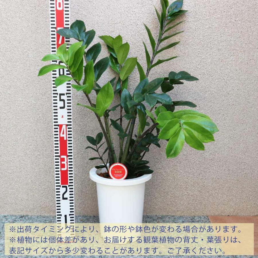ザミオクルカス・ザミーフォリア【中型 観葉植物 7号鉢／1個】_2