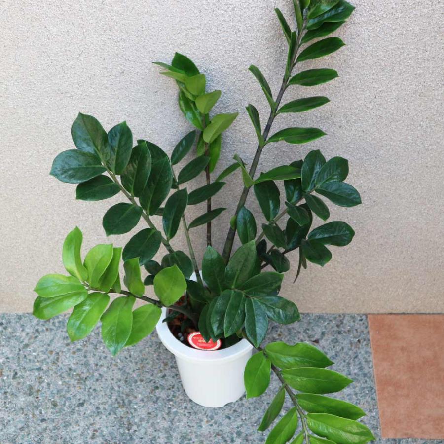 ザミオクルカス・ザミーフォリア【中型 観葉植物 7号鉢／1個】_4