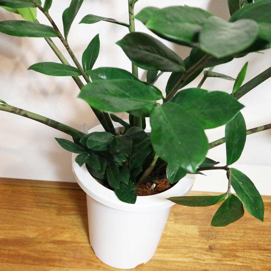 ザミオクルカス・ザミーフォリア【中型 観葉植物 7号鉢/1個 ザミオクルカス・ザミーフォリア【中型 観葉植物 7号鉢/1個