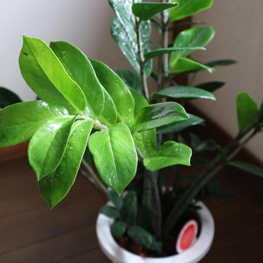ザミオクルカス・ザミーフォリア【中型 観葉植物 7号鉢/1個 ザミオクルカス・ザミーフォリア【中型 観葉植物 7号鉢/1個