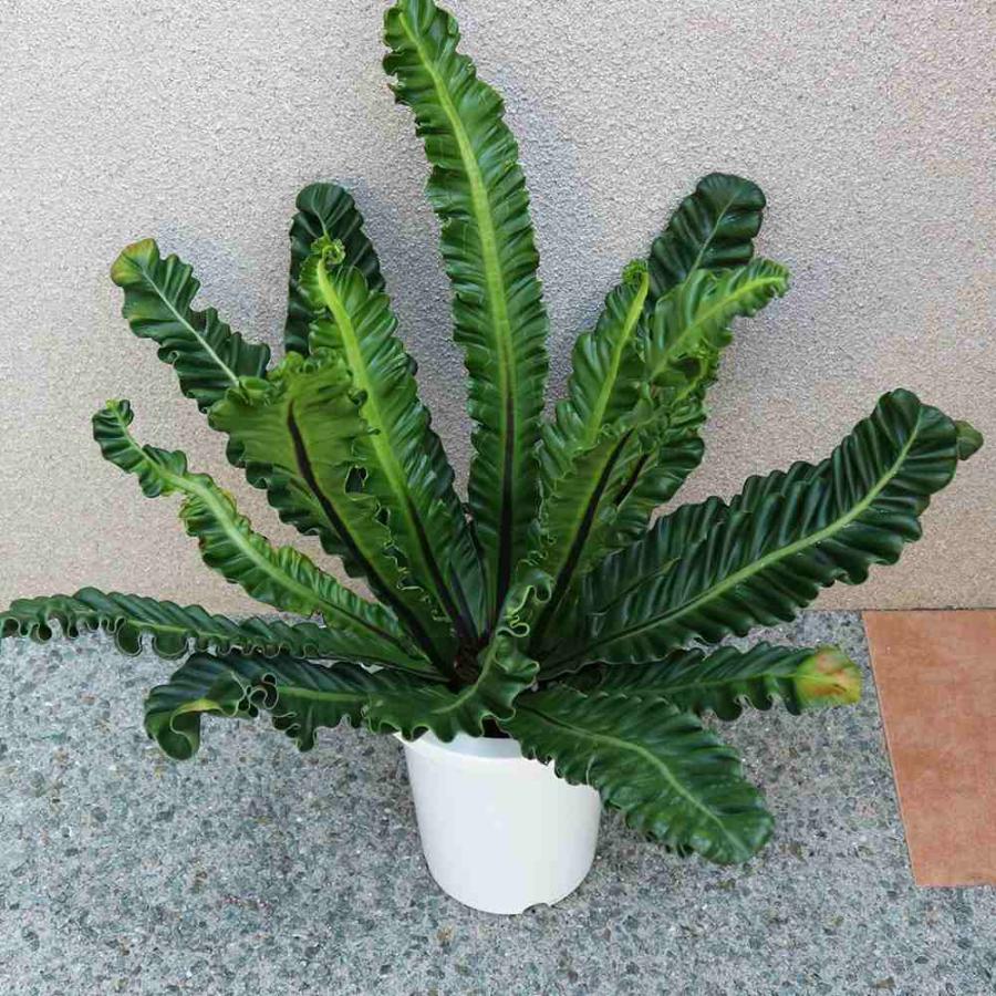 P. Stemaria 観葉植物　中株サイズACO品 P. Stemaria 観葉植物 中株サイズACO様専用品の通販はau PAY