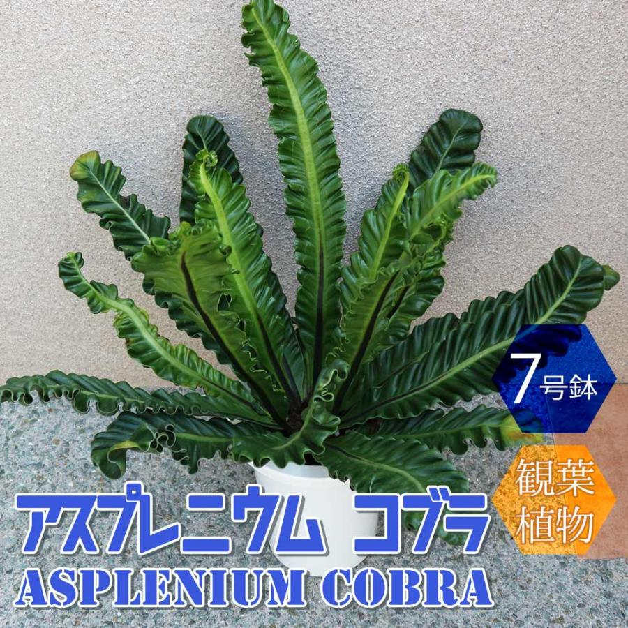 アスプレニウム コブラ【中型 観葉植物 7号鉢／1個】 : shopooo by GMO