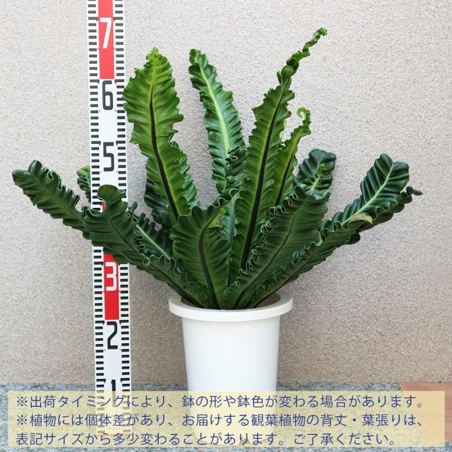 アスプレニウム コブラ【中型 観葉植物 7号鉢／1個】 : shopooo by GMO