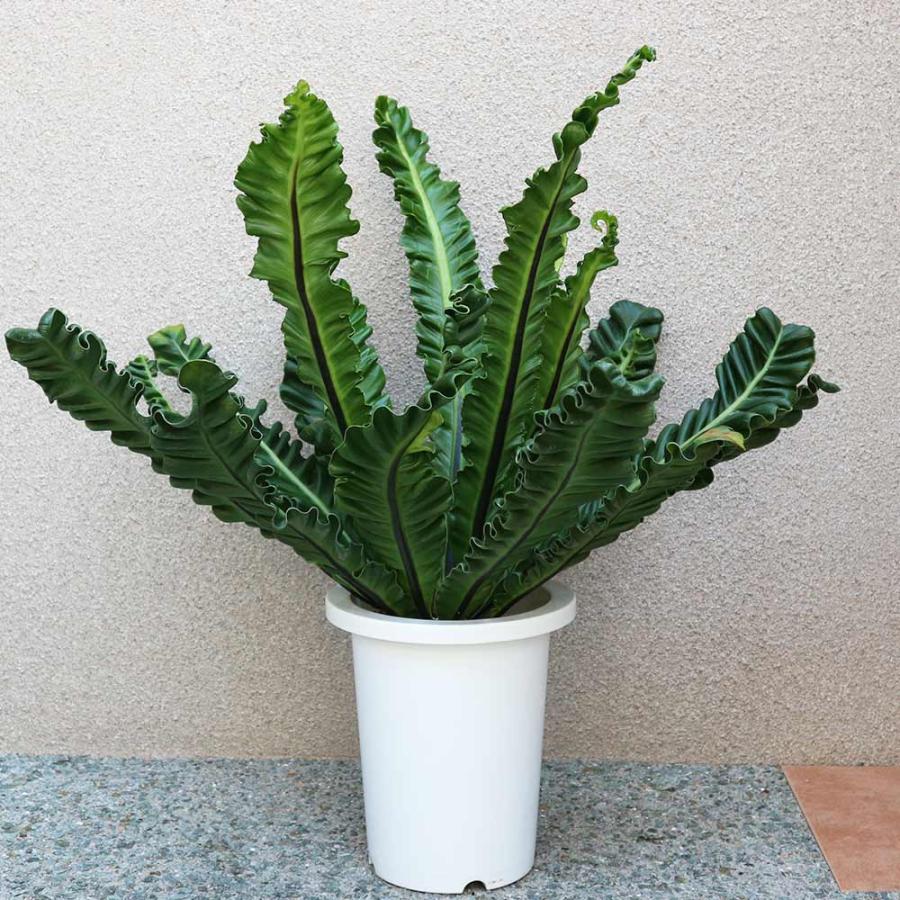 アスプレニウム コブラ【中型 観葉植物 7号鉢／1個】 : shopooo by GMO