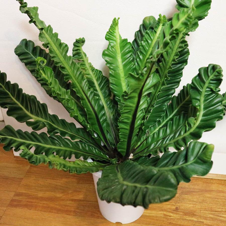 アスプレニウム コブラ【中型 観葉植物 7号鉢／1個】 : shopooo by GMO