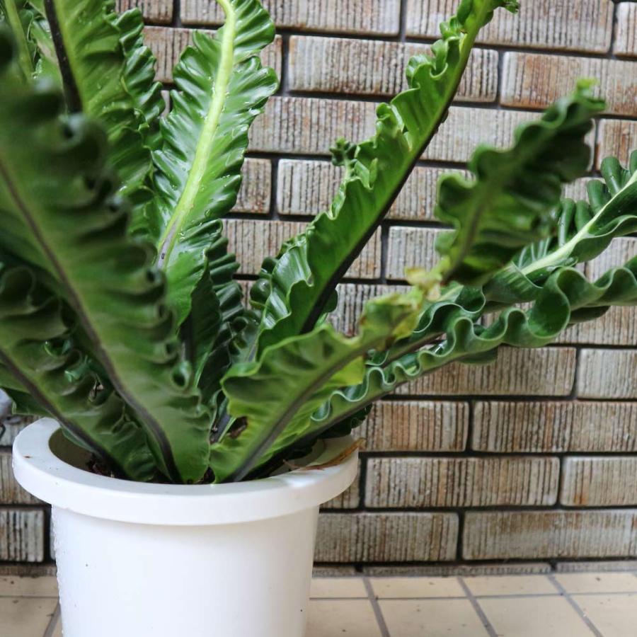 アスプレニウム コブラ【中型 観葉植物 7号鉢／1個】 : shopooo by GMO