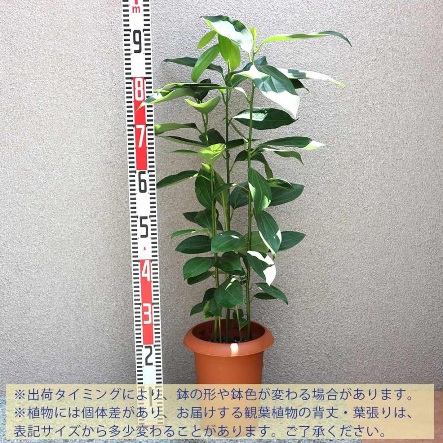 【希少なセイロンシナモンを観葉植物として楽しむ】セイロンニッケイ シナモン(セイロン・ニッケイ)【中型 観葉植物 7号鉢／1個】 : shopooo