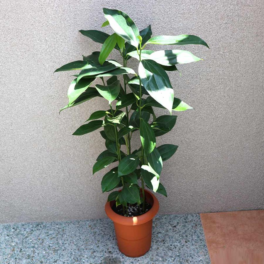 シナモン(セイロン・ニッケイ)【中型 観葉植物 7号鉢／1個】 : shopooo