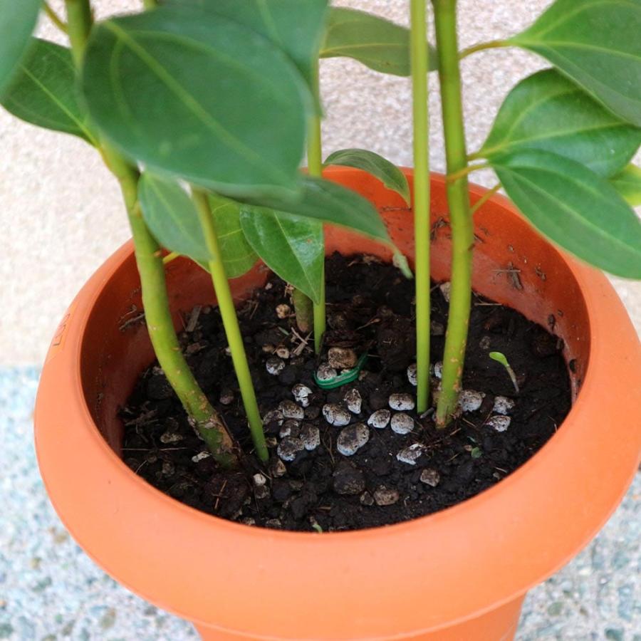 シナモン(セイロン・ニッケイ)【中型 観葉植物 7号鉢／1個】 : shopooo