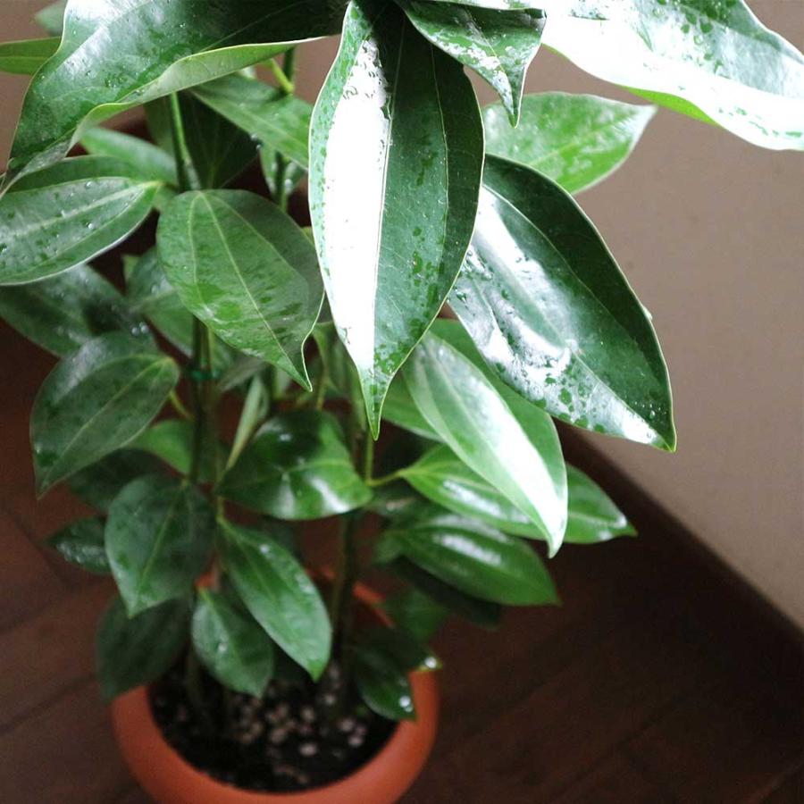 【希少なセイロンシナモンを観葉植物として楽しむ】セイロンニッケイ シナモン(セイロン・ニッケイ)【中型 観葉植物 7号鉢／1個】 : shopooo