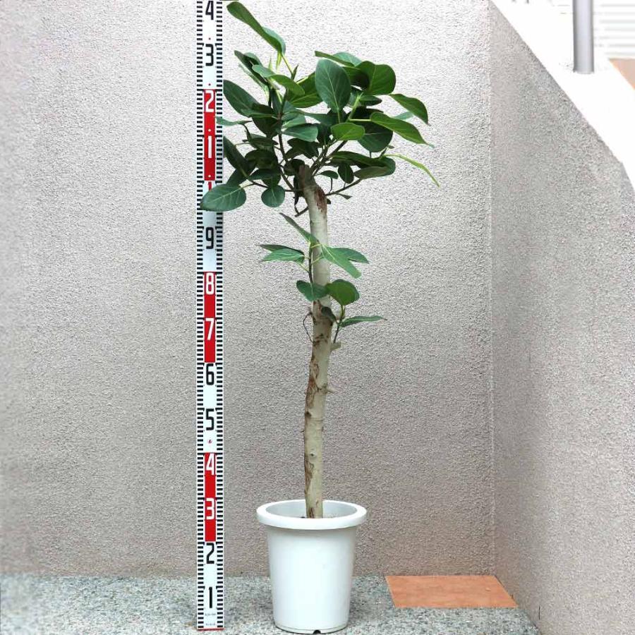 現品　フィカス　ゴムの木　ベンガレンシス　42番　インテリアグリーン　観葉植物 観葉植物「ゴムの木 ベンガレンシス」の育て方ガイド | 花言葉：『永久