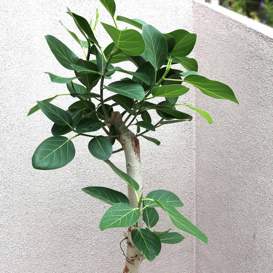 フィカス ベンガレンシス ゴムの木の仲間【中型 観葉植物 8号鉢／1個